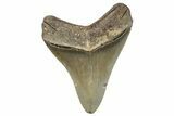 Fossil Megalodon Tooth - North Carolina #258067-1